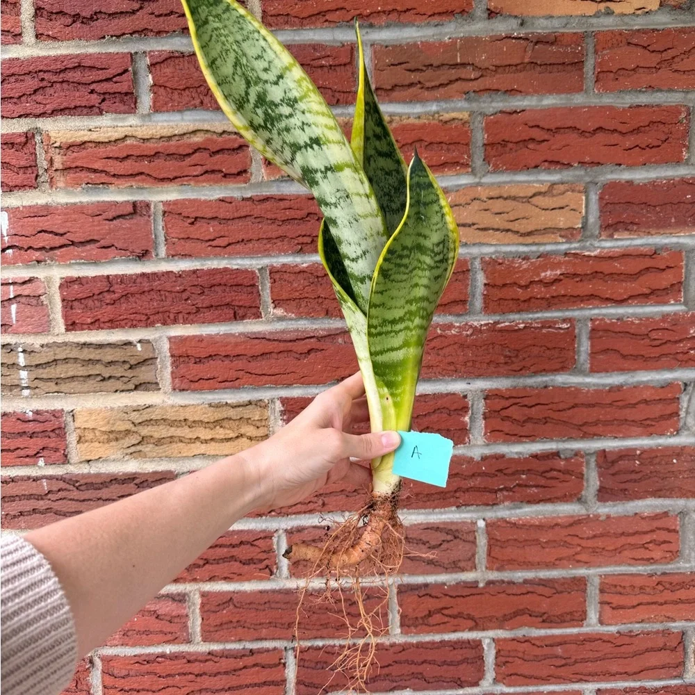 Vibrant Green Snake Plant - Picture 3 of 4
